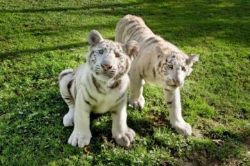 Tigres blancos Sendaviva