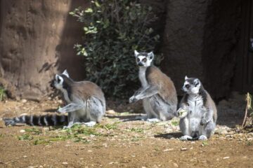 Arguedas-Sendaviva-Lemures-2022)